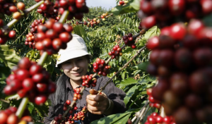 Phát triển cây cà phê tại Tây Nguyên