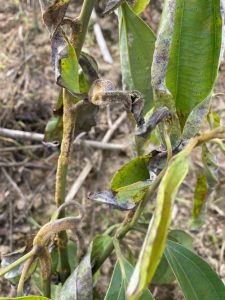 Cây quế trước khi phun vi sinh