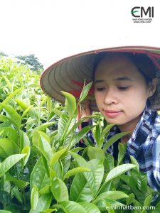 Chị Ngăn (vợ anh Hoà bên vườn chè của gia đình)