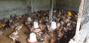 Ủ thức ăn chăn nuôi bằng chế phẩm sinh học EMINA