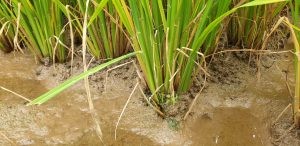 Bệnh khô vằn hại lúa