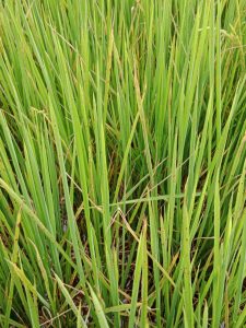 Bệnh đốm nâu hại lúa