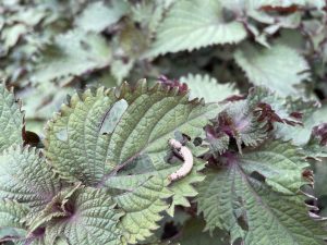 Sâu bị nấm ký sinh khi sử dụng chế phẩm BT