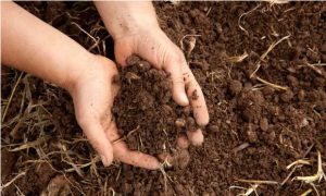 nông nghiệp tái sinh