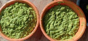 Trái bơ được đem đi ủ phân