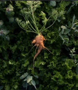 rau củ ngày nay không còn hương vị như xưa