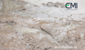 Bùn đáy ao nuôi cá