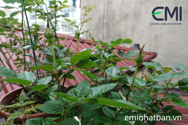 Hoa hồng phun đạm cá bằng EMINA