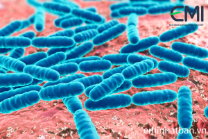 Lactobacillus rất tốt cho hệ tiêu hoá vật nuôi