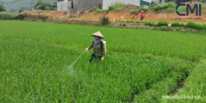 Bà con nông dân phun vi sinh lần 2 cho lúa Emi hữu cơ ST25 tại huyện Văn Yên, tỉnh Yên Bái (26/7/2022).