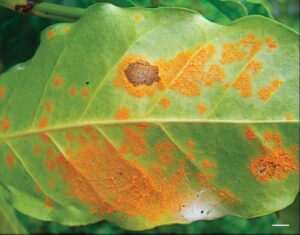 bệnh gỉ sắt cà phê