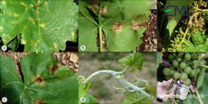 Bệnh mốc sương trên cây nho