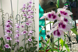 Hoa sai bền lâu màu sắc rất rưc rỡ