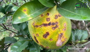 Bệnh loét trên cây cam do vi khuẩn xanthomonas gây ra