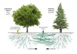 Nấm rễ cộng sinh