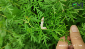 Nấm Beauveria bassiana ký sinh nên sâu tại vườn cà rốt