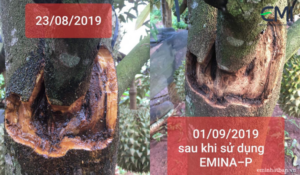Sầu riêng kiểm soát được nứt thân xì mủ khi sử dụng chế phẩm sinh học EMINA-P