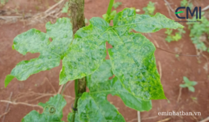 Biểu hiện chanh dây bắt đầu bị phấn trắng