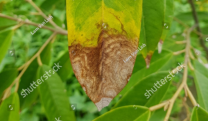 Biểu hiện bệnh thán thư trên sầu riêng