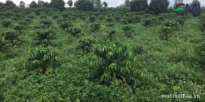 Vườn cà phê chuyển đổi sang hướng hữu cơ