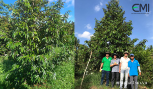 Vườn sầu riêng chăm sóc theo EMI Nhật Bản tại Sóc Trăng