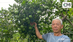 Vườn cam Nghĩa Đàn đạt năng suất 50 tấn/ha bên cạnh bệnh Greening