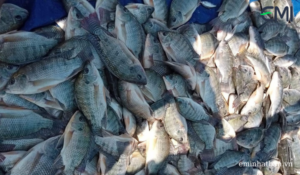 Cá- nguồn nguyên liệu dồi dào có thể ủ làm thứ căn chăn nuôi
