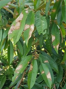 Cháy lá sầu riêng