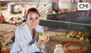 Nuôi vịt trên đệm lót sinh học