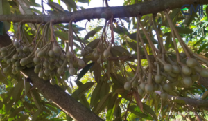 Làm bông sầu riêng