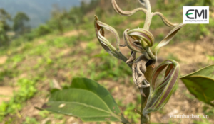 Cây quế bắt đầu bị tua mực và có cả bệnh phấn trắng