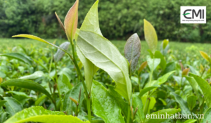 Trồng chè sạch giúp tăng lứa búp/năm