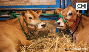 Nuôi bò bằng đệm lót sinh học