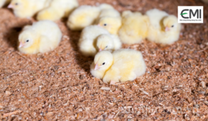 Đệm lót sinh học nuôi gà