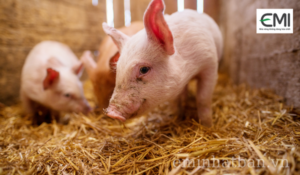 Kỹ thuật làm đệm lót sinh học nuôi heo