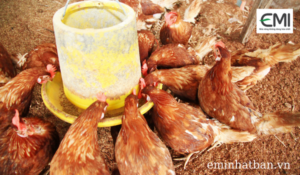 Nuôi gà trên nền đệm lót sinh học