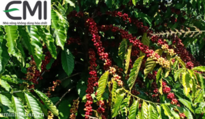 Vườn cà phê canh tác không hoá chất