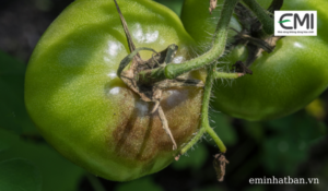 Biểu hiện bã trầu trên quả cà chua xanh