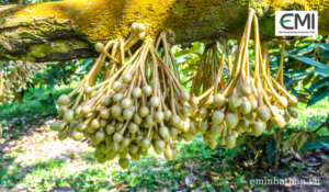 Làm bông sầu riêng cần rất nhiều kỹ thuật quan trọng