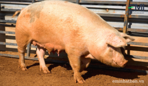 Chăn nuôi lợn trên nền đệm lót sinh học