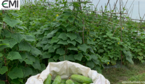 Vườn dưa leo tại Thái Bình