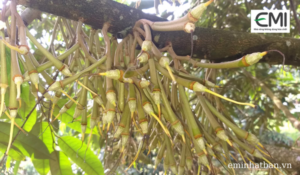 Sầu riêng đậu trái non