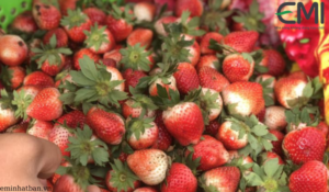 Những trái dâu tây đỏ au thu hút ánh nhìn