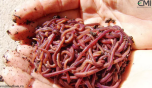 Phân biệt trùn quế sinh khối và trùn quế tinh