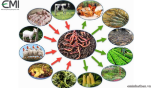 Thức ăn cho trùn quế