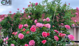 Cách làm Phân hữu cơ ủ từ cám gạo bón hoa hồng rất tốt