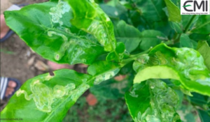 Sâu vẽ bùa trên cây có múi