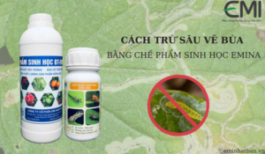 Cách diệt sâu vẽ bùa trên rau bằng bộ đôi chế phẩm sinh học EMINA an toàn và hiệu quả