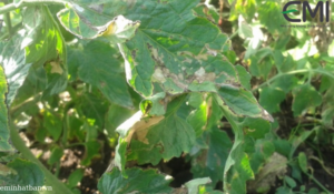 Sâu vẽ bùa trên cà chua