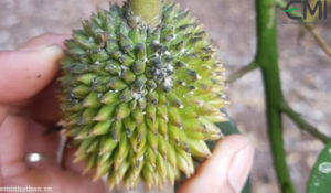Rệp sáp hại cây sầu riêng